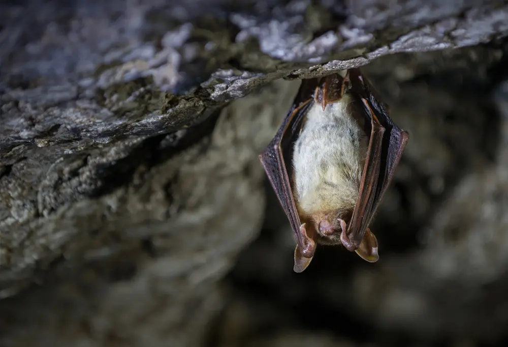 Fledermaus hängt kopfüber in einer Höhle